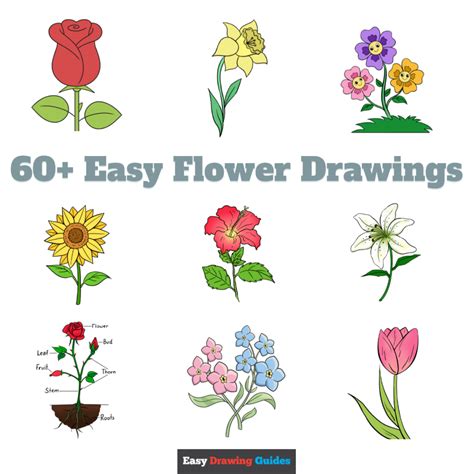 60+ Easy Flower Drawings with Step-by-Step Tutorials