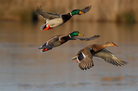 Female Mallard Duck Flying