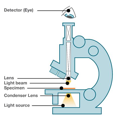 Light Microscope vs Electron Microscope - Life in Atomic Resolution