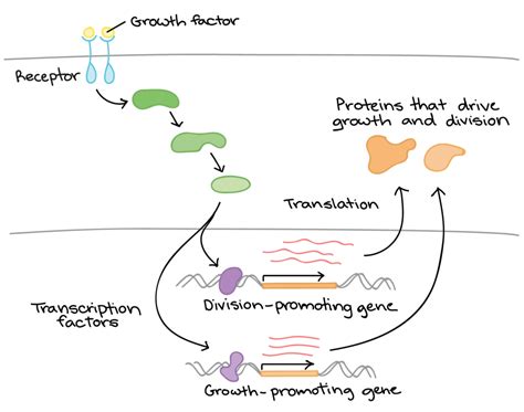 Regulation of Gene Expression | Biology for Majors I