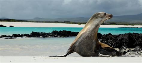 Best Galapagos Wildlife Discovery, 5 Days - Opuntia | Galapagos ...