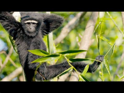 How Fast Can Gibbons Swing Through The Canopy?