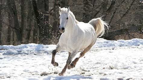 Winter Horse Wallpaper (55+ images)