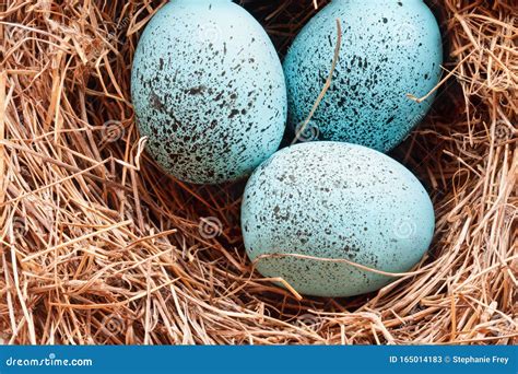 Macro of European Robin Eggs in a Real Nest Stock Image - Image of ...