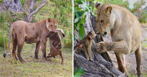 Lion versus baboon: ruthless hunter suddenly overcome by maternal instincts