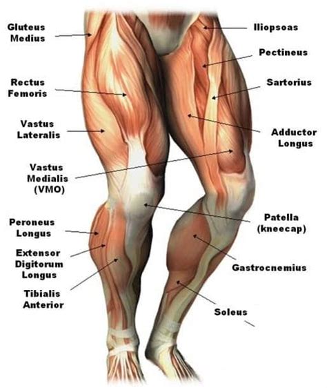 What Muscles Does Horse Stance Work Online | dakora.com.co