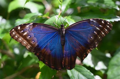 Blue Morpho Butterfly