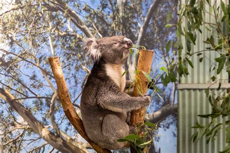 Featherdale Wildlife Park - FJ Tours Blue Mountains Day Tours