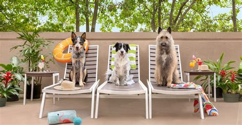 Pet-Friendly Hotels - Book Top Dog & Cat-Friendly Hotels with Hilton