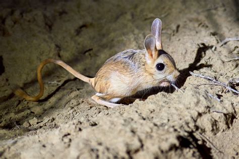 17 Desert Animals and Their Amazing Adaptations