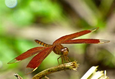 Dragonfly wings by Edanastock on DeviantArt