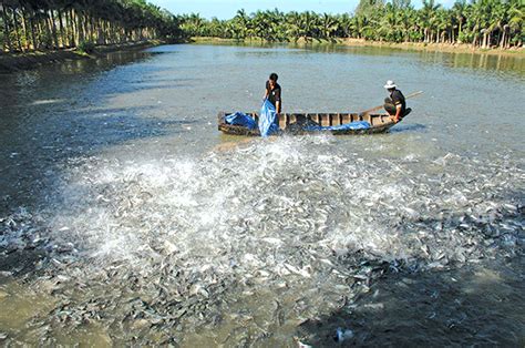 Pangasius farmer earn 1,000-2,000 dong/kg profit - HungHau Agricultural