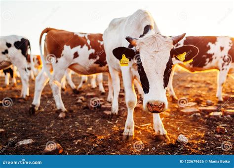 Cows Grazing on Farm Yard at Sunset. White and Black and Brown Cattle ...