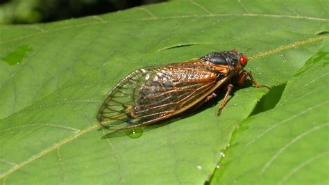 Cicada swarms expected in May don't bite or sting, but could be harmful ...