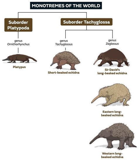 Five Living Species Of Monotreme - Australian Geographic | Everand