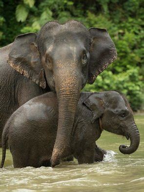 Sumatran Elephants Life Cycle - Endangered Sumatran Animals