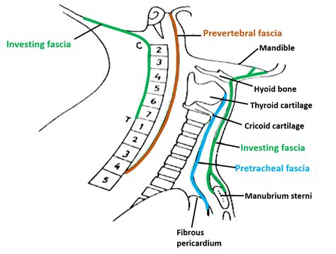 Deep Cervical Fascia - Preverterbral, Pretracheal Layers and Carotid ...