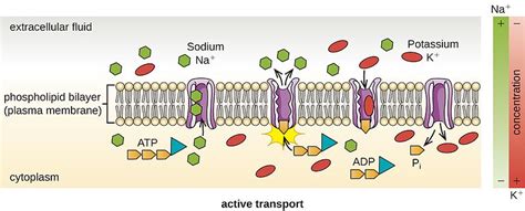 Difference Between Diffusion and Active Transport | Definition, Types ...