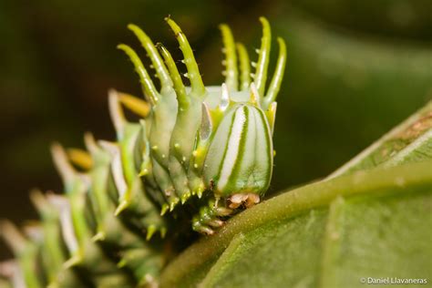 Spiky caterpillar, Caterpillar, Spiky