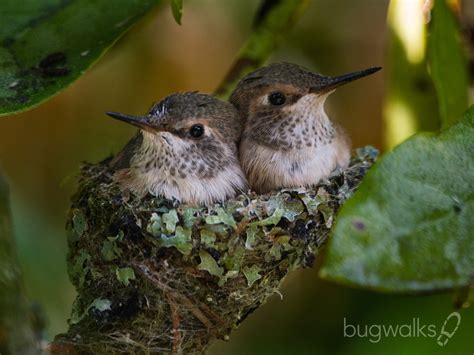 Rufous Hummingbird Family - Photography by Curtis W. Smith