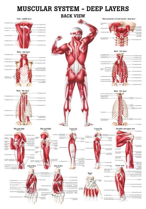 The Muscular System - Deep Layers, Back Laminated Anatomy Chart ...