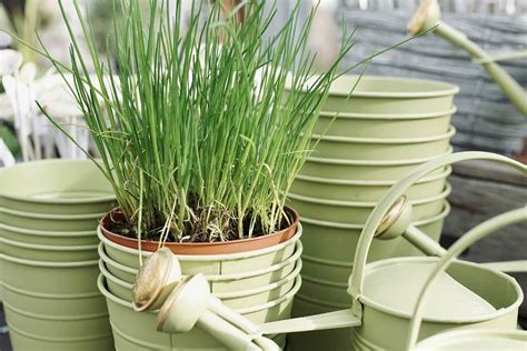 Growing Chives in Pots, Planting, Care - A Full Guide | Gardening Tips