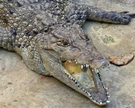 Philippine Crocodile - Facts, Diet, Habitat & Pictures on Animalia.bio