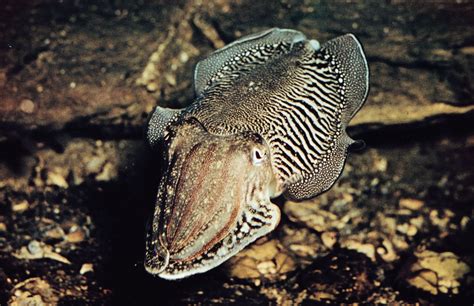 Cuttlefish | Description, Anatomy, & Facts | Britannica