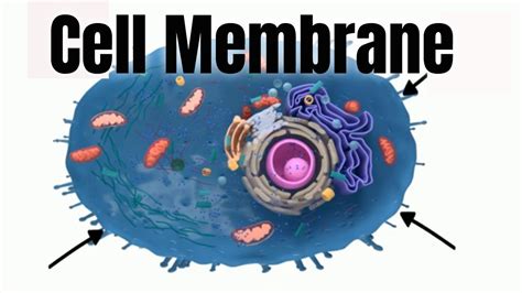 Structure Of Cell Membrane at sherrydjeromeo blog