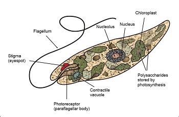 Multicellular Organisms Diagram