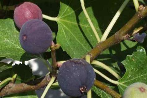 Dwarf Fruit Trees to Grow Indoors or Outdoors (With Pictures)