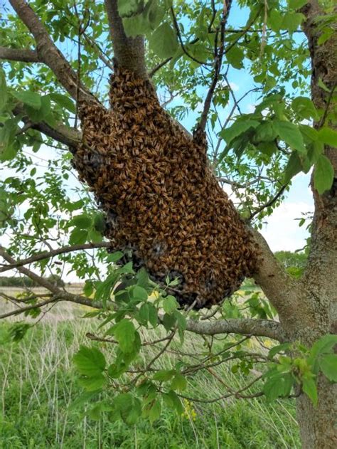 What should I do if I find a swarm of bees? - Pollinators & Pollination