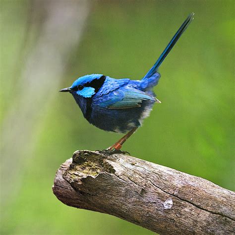 Blue Fairy Wren: Male | Ric Seet | Flickr