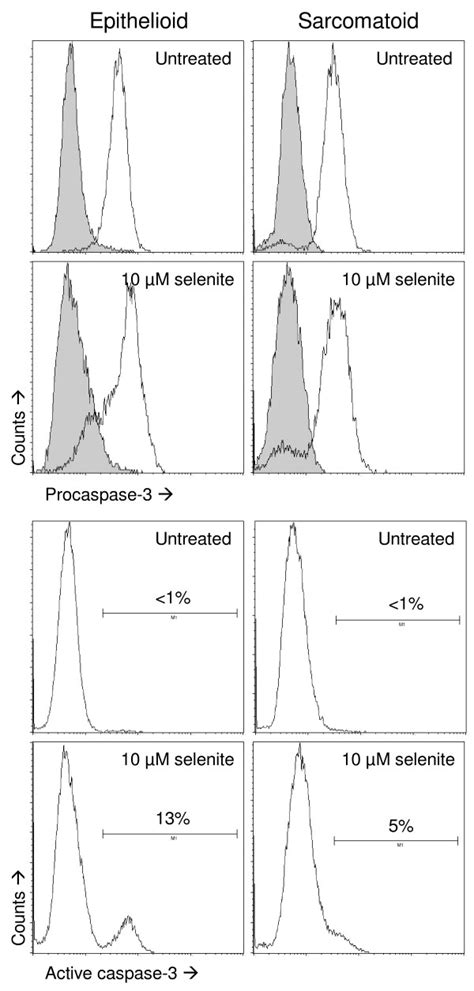 Caspase-3 activation as determined by flow cytometry. Top four panels ...