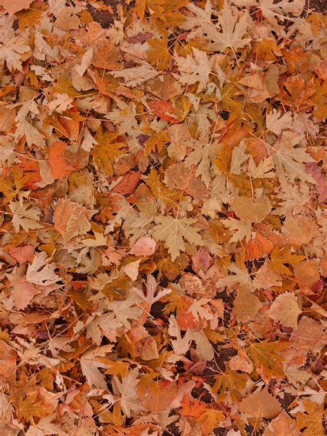 Fall Leaves on the Ground Picture | Free Photograph | Photos Public Domain