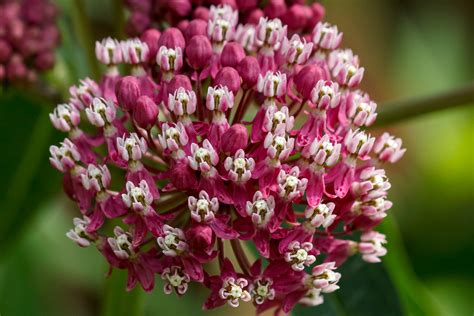 Twelve Native Milkweeds for Monarchs : The National Wildlife Federation ...