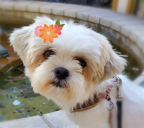 Is the lovable Shih Tzu Pomeranian mix the right pet for you? - K9 Web