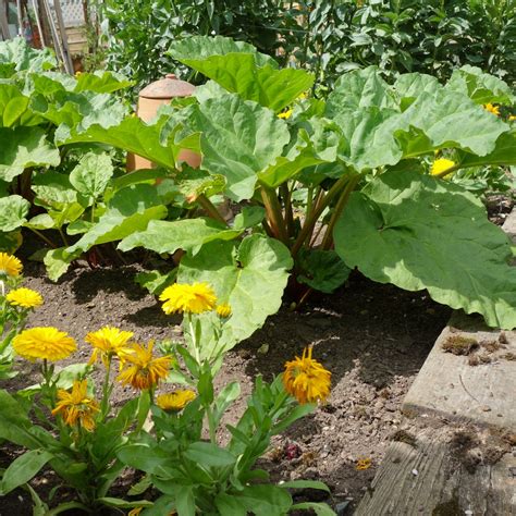 Rhubarb Companion Plants -- Getting to Know Their Friends