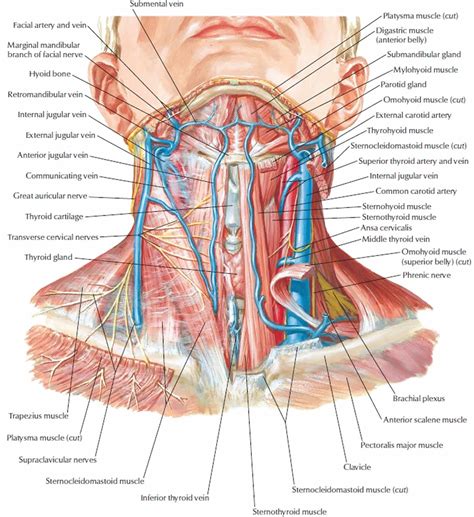 Neck dissection surgery, types, indications, risks & complications