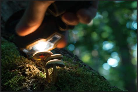 Tutorial: How To Photograph & Process Mushrooms That Glow - 500px