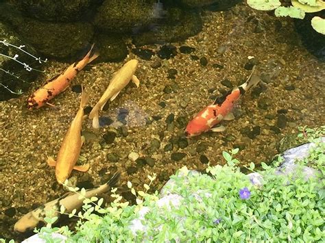 11 Steps To Fully Cleaning Your Koi Pond | AquaLife Ponds