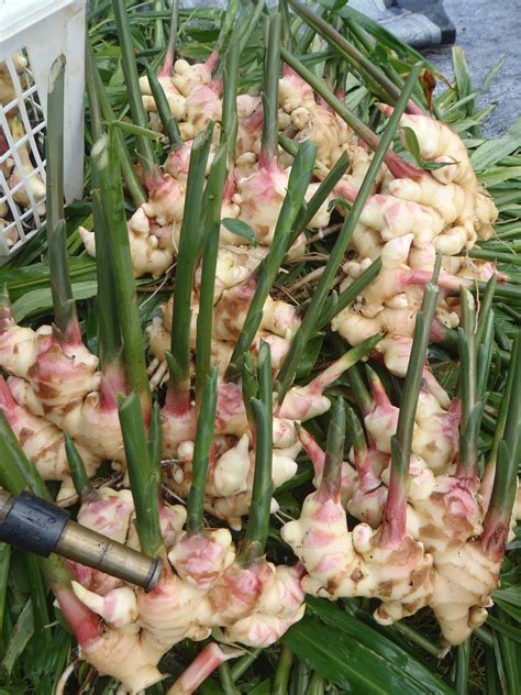 Pretty in Pink: Grow Edible Ginger! - Cornell Small Farms