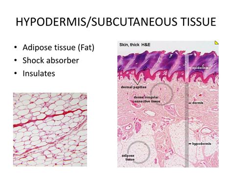 PPT - SKIN AND BODY MEMBRANES INTEGUMENTARY SYSTEM PowerPoint ...