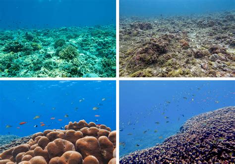 The Great Coral Grief of Lakshadweep islands | United Nations ...