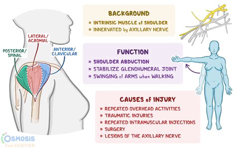 Deltoid Muscle Anatomy