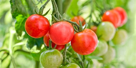 Cherry Tomato Plant Growing Too Tall | Fasci Garden