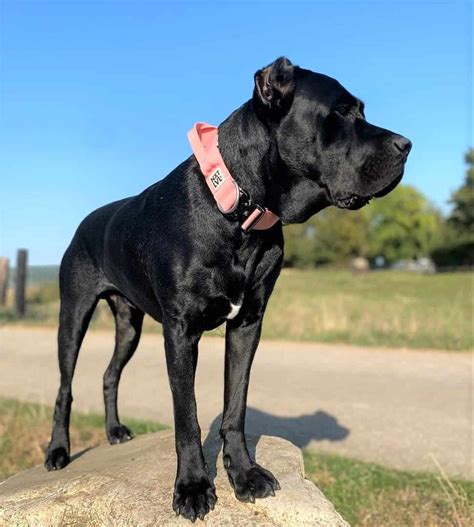 Cane Corso Colors: All Colors Explained (With Pictures)