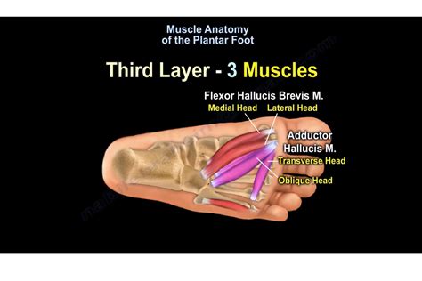 Muscle Anatomy Of The Plantar Foot — OrthopaedicPrinciples.com