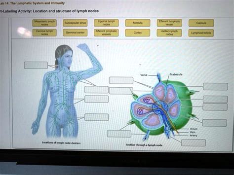 ab 14: The Lymphatic System and Immunity Labeling Activity: Location ...