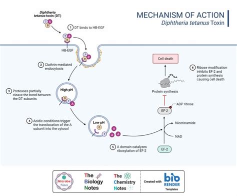 Protein Synthesis Inhibitors- Definition, Examples, Inhibition, Resistance